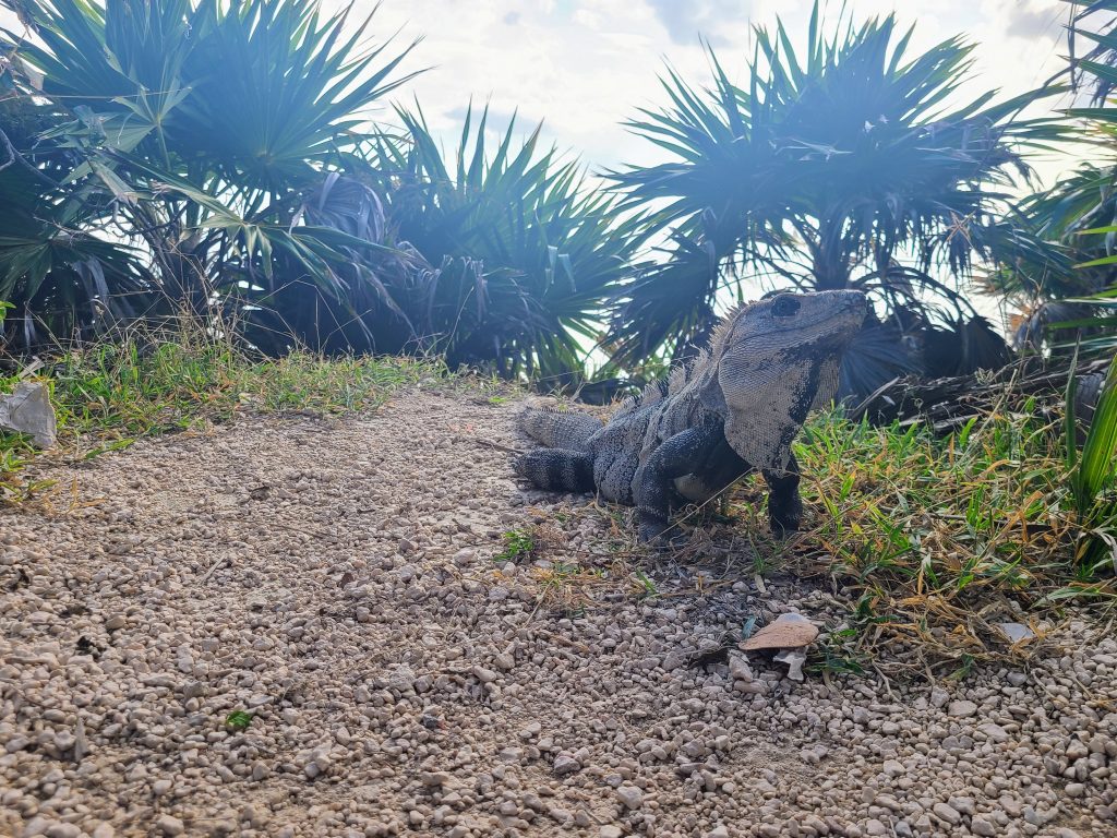Un iguane dans les ruines