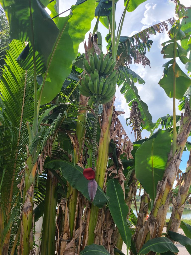 Bananas pour les singes