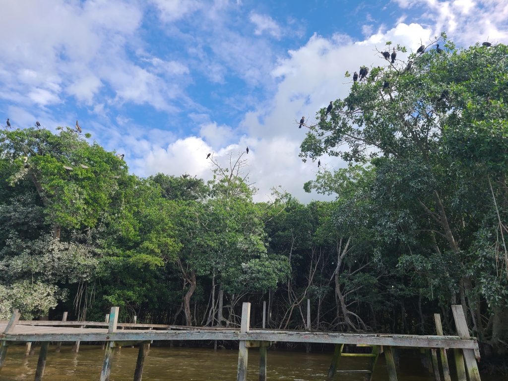 Arbres aux pélicans