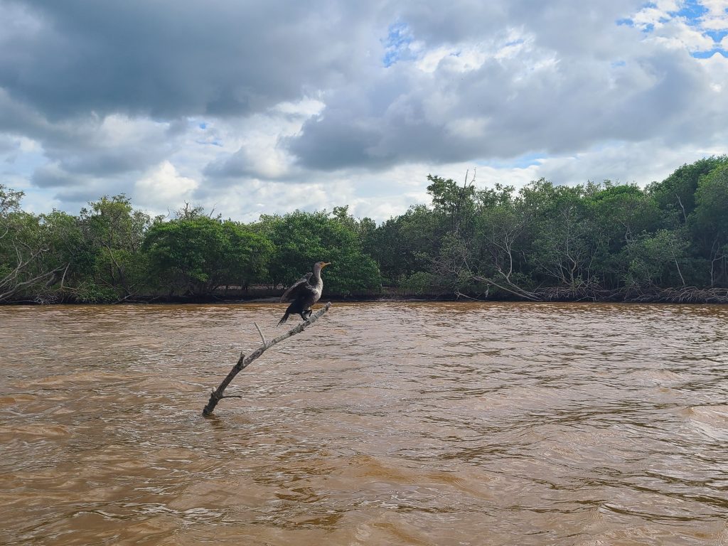 Cormoran en train de digérer