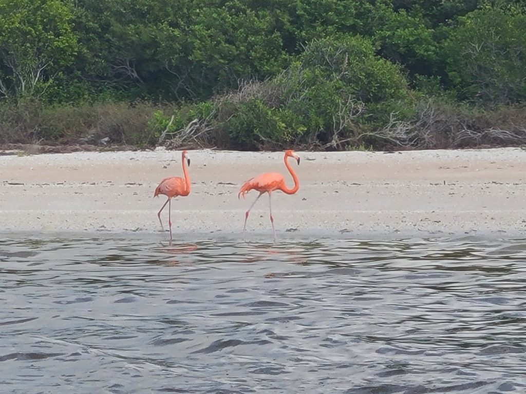 2 flamants-roses