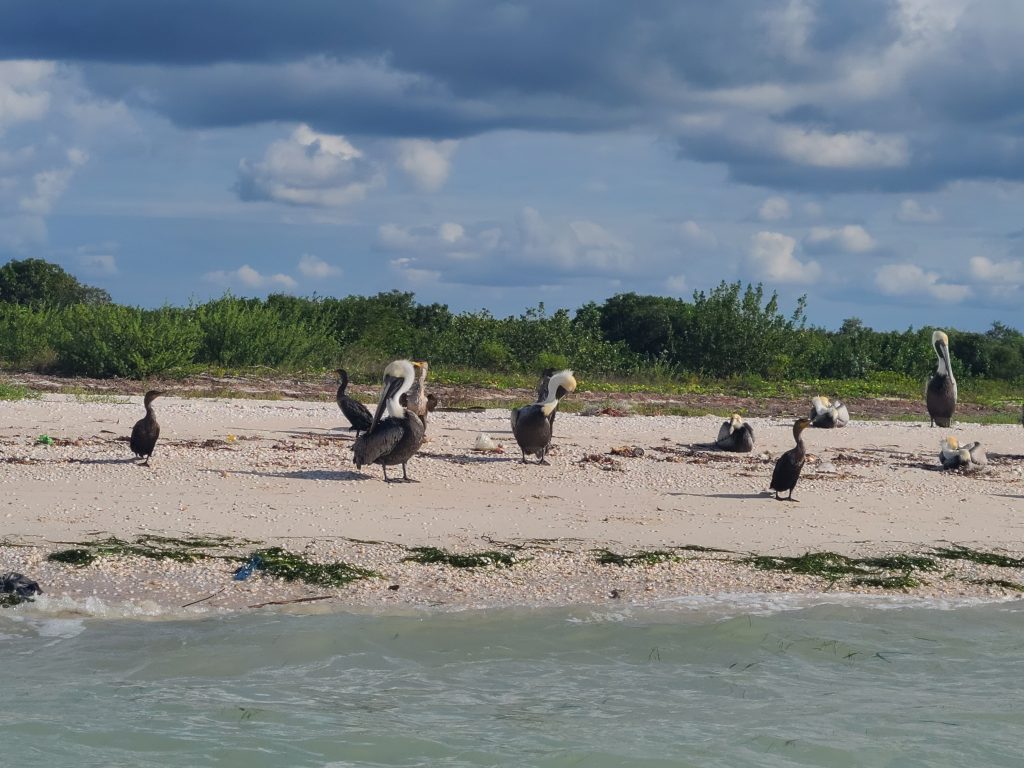 Pélicans et cormorans en train de bronzer