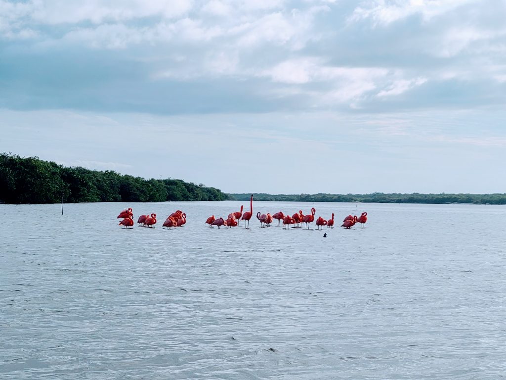 Des flamants-roses par milliers