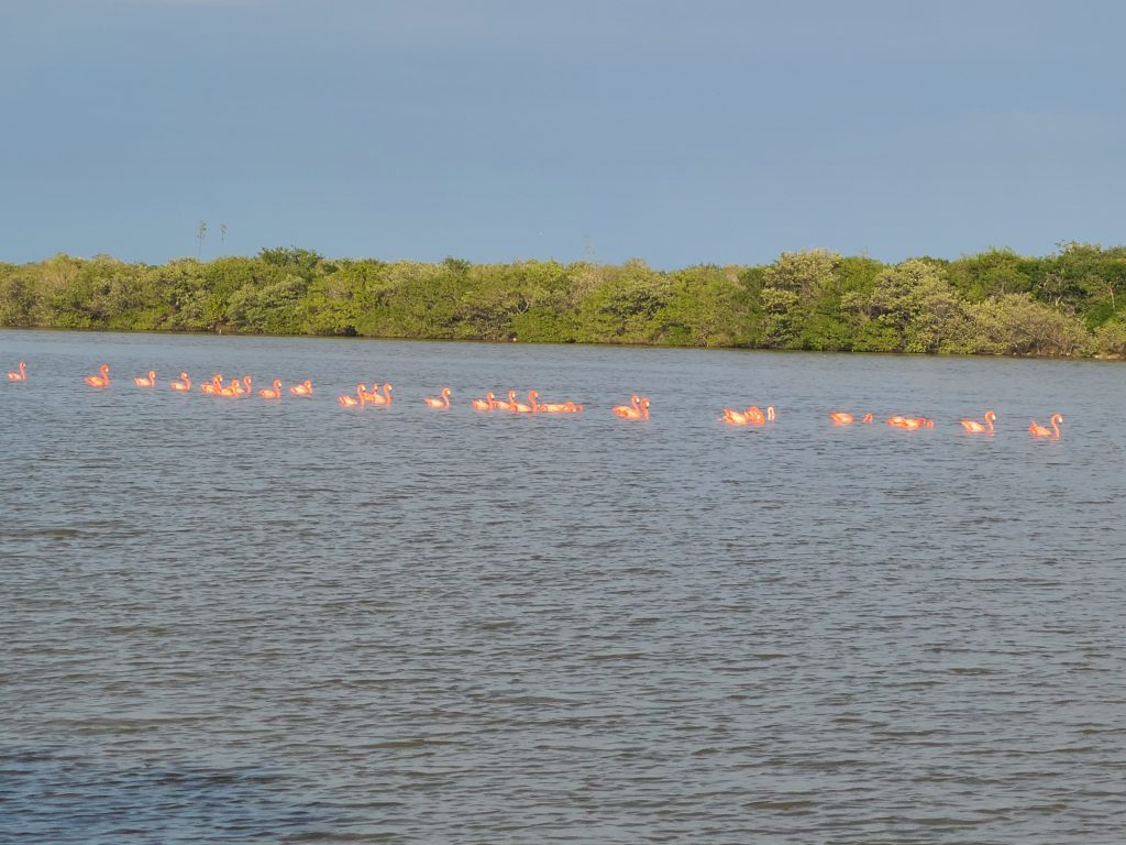 Rangée de flamants en train de marcher !