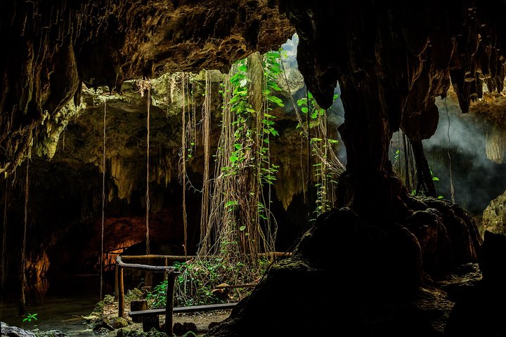 Oh, des racines dans la grotte !