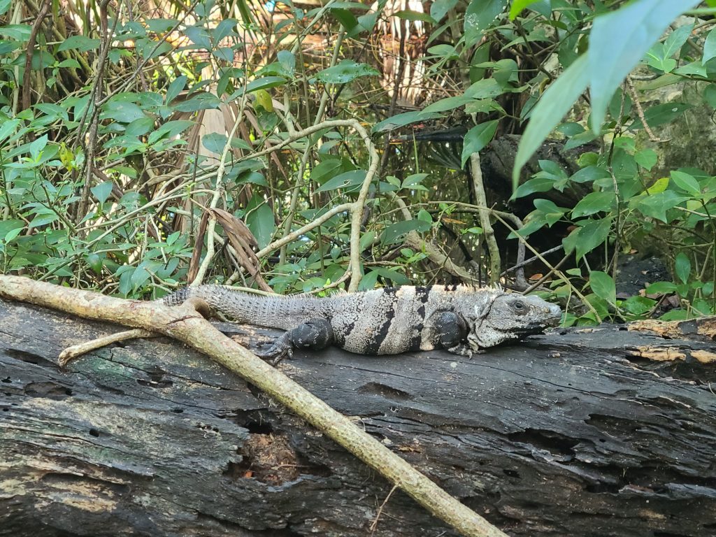 Un iguane sur un tronc d'arbre