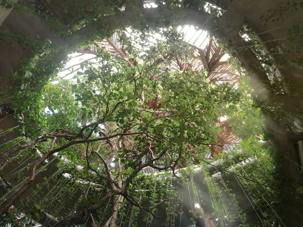 Des arbres poussent dans le musée