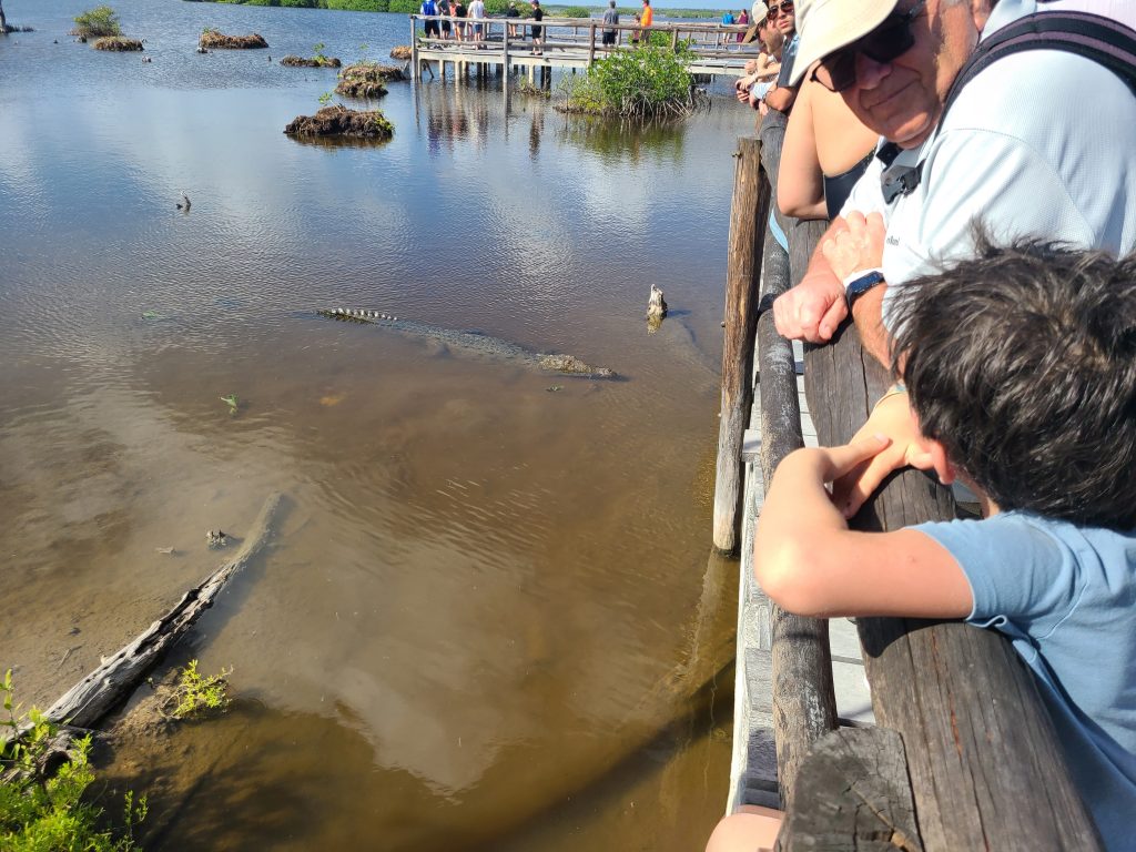 Trouvez le crocodile !