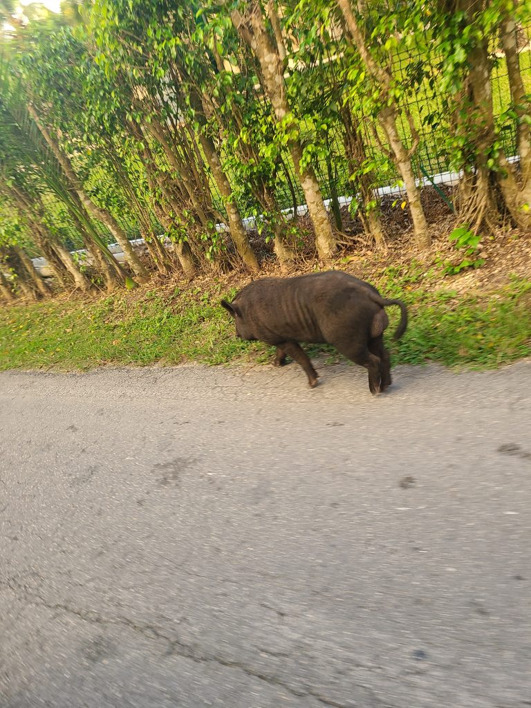 Cochon noir sur la route