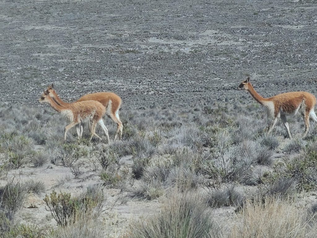 Trois petits vicuñas (sauvages)