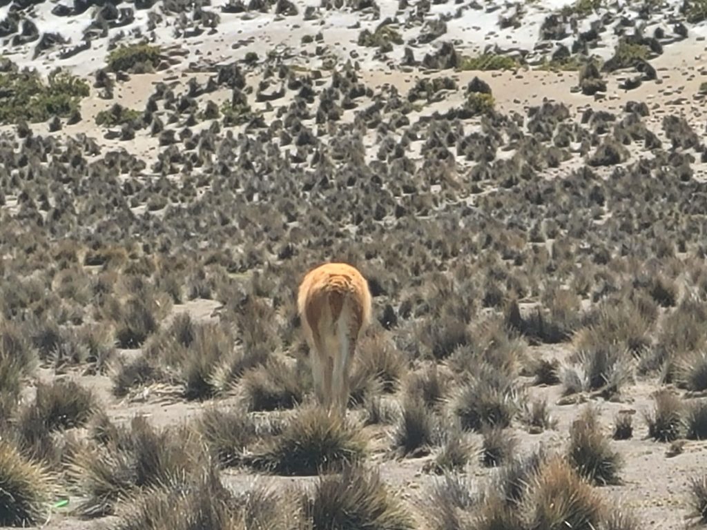 Fesses de vicunas