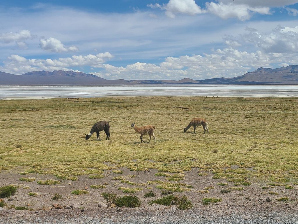 Trois alpagas broutants