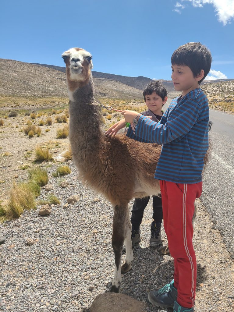 Ceci n'est pas un alpaga (c'est un lama)