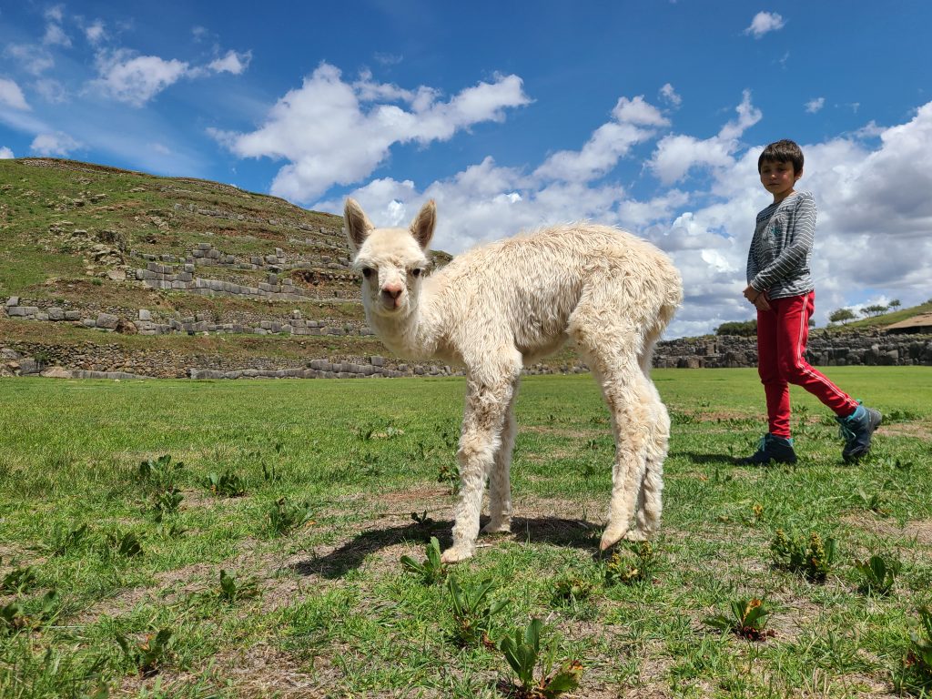 Bébé alpaga fait le gros dos