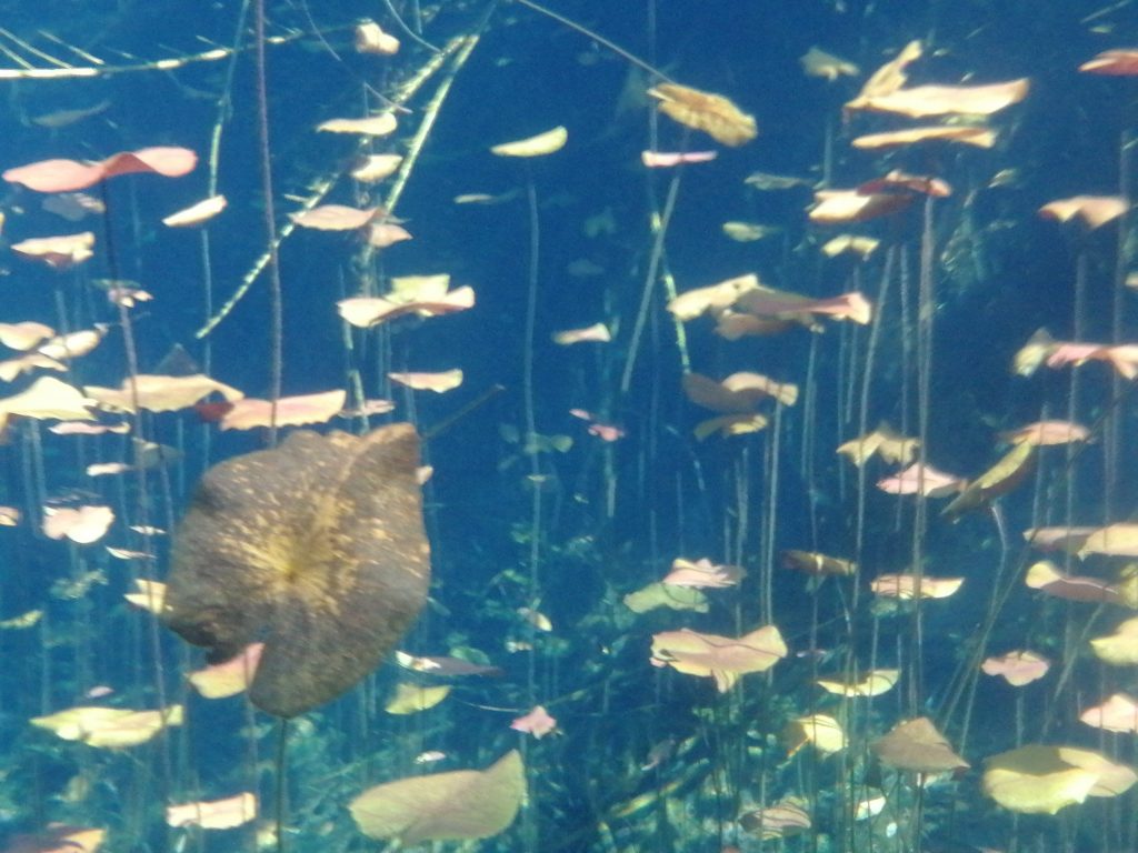 Magnifique plante sous-marine