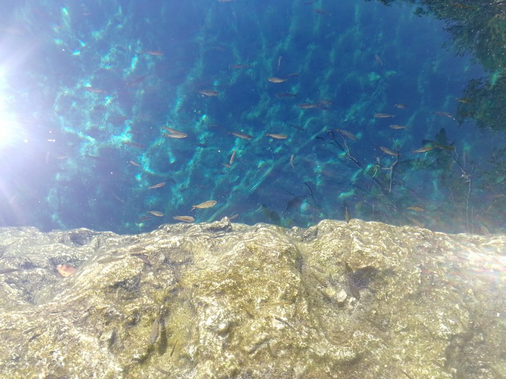 Comme des poissons dans l'eau