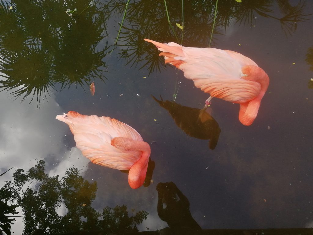 Flamants roses qui font dodo