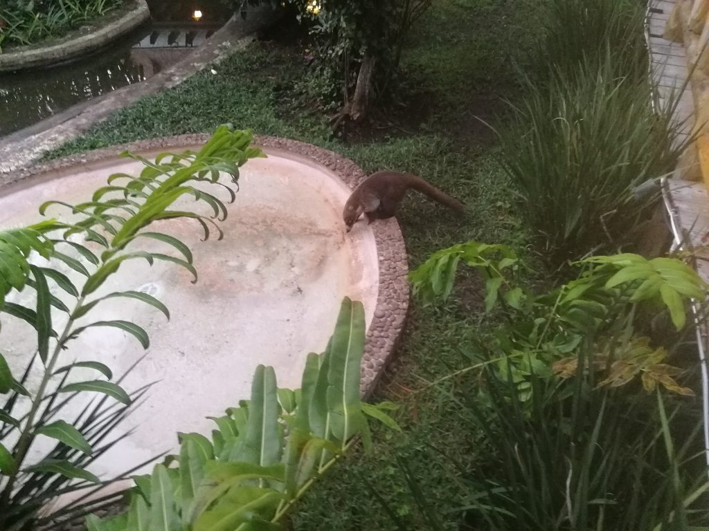 Un coati (il y en avait plein)