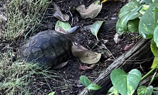 Une tortue