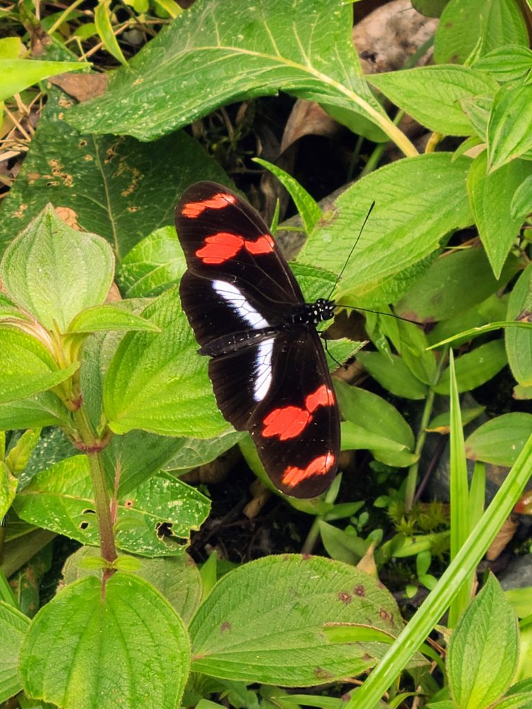 L'une des 1307 espèces de papillons