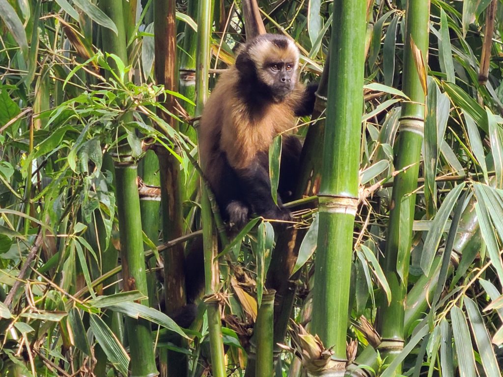 Perché dans les arbres