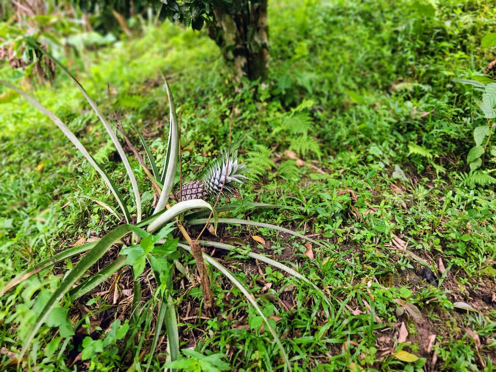 Ananas qui pousse penché