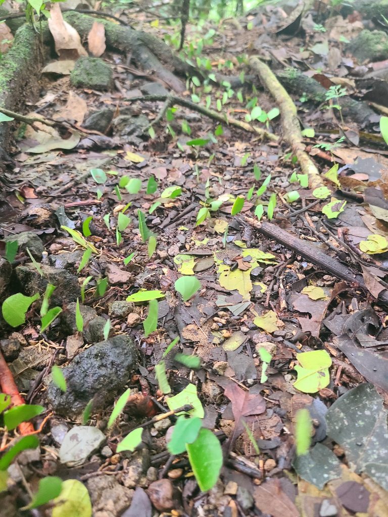 Autoroute de fourmis transportant des feuilles
