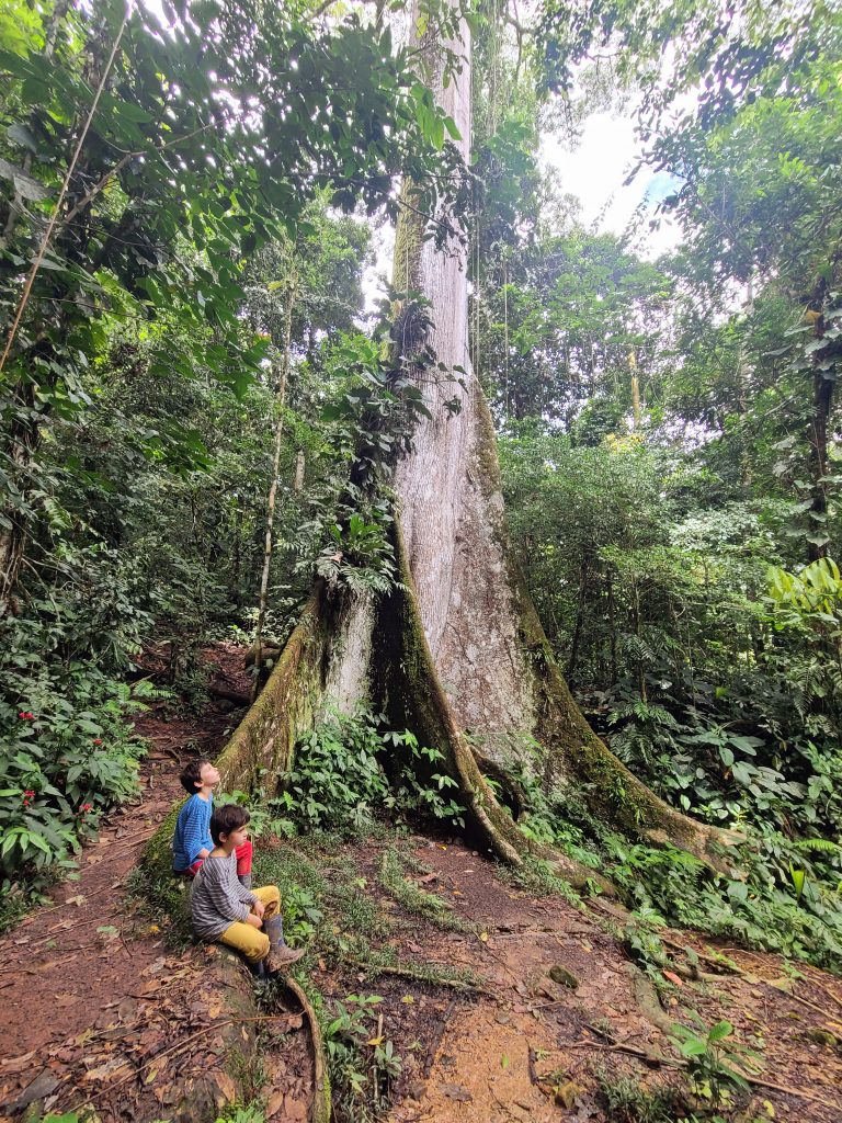 Ceiba géant