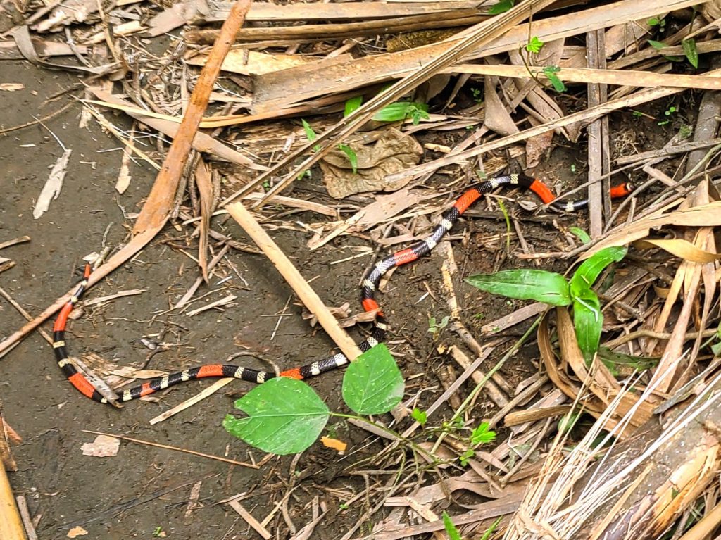 Serpent pas méchant