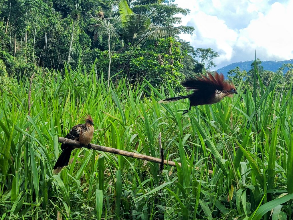 Hoatzin