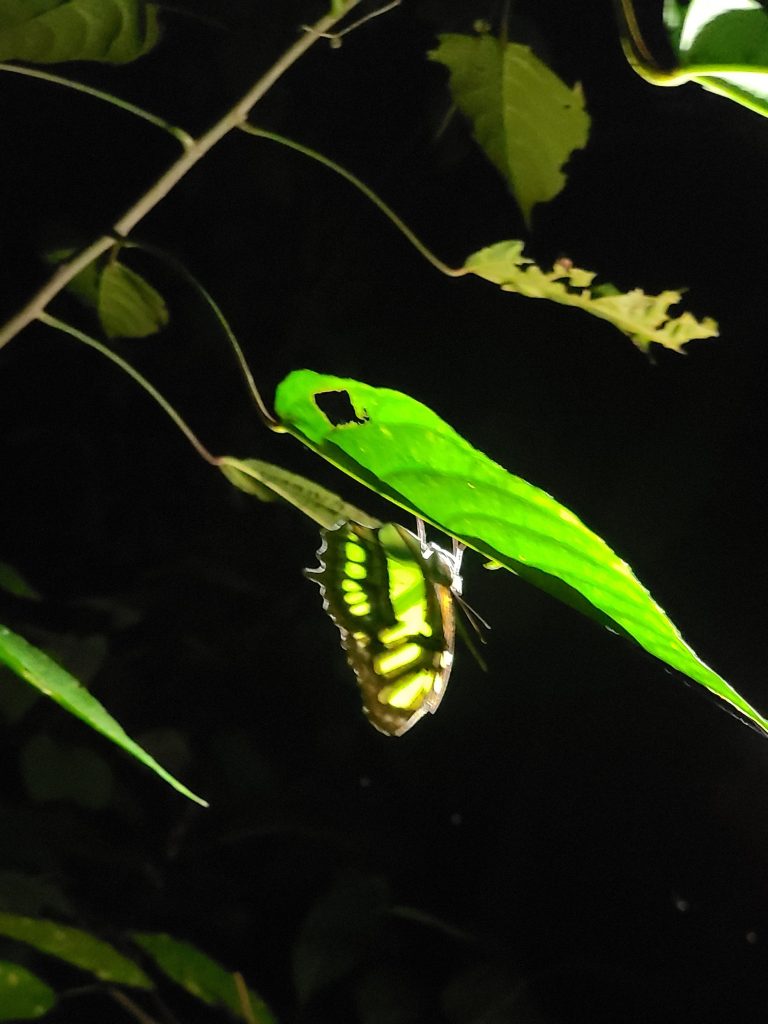 Papillon de nuit