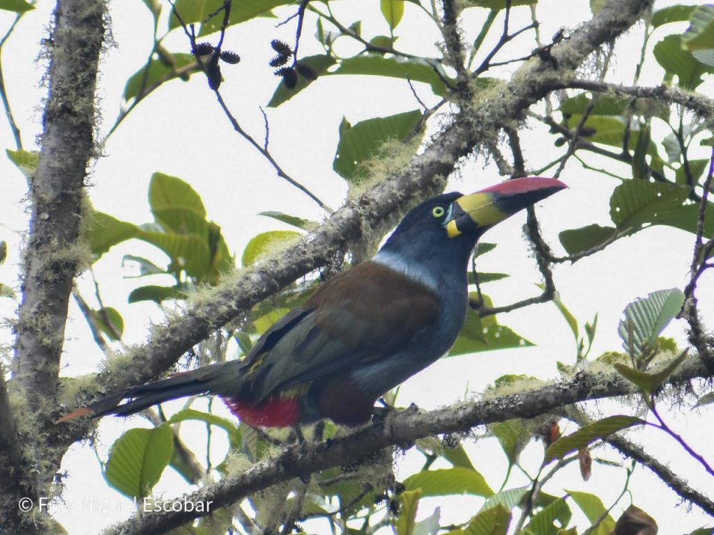 Toucan montagnard