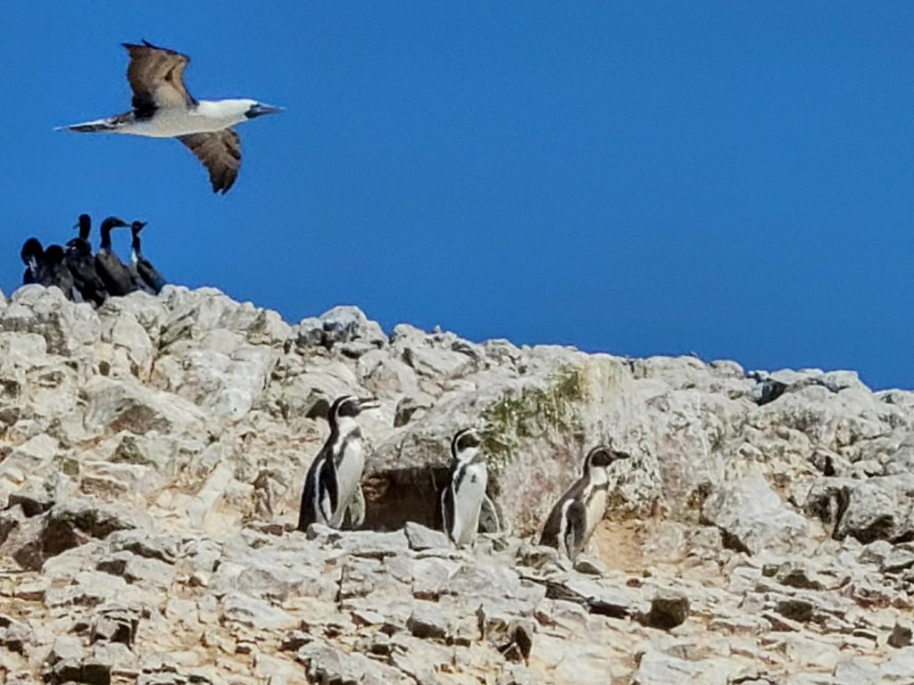 Manchots de Humboldt 