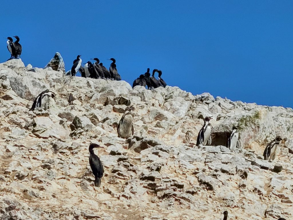 5 manchots à la queue-leu-leu