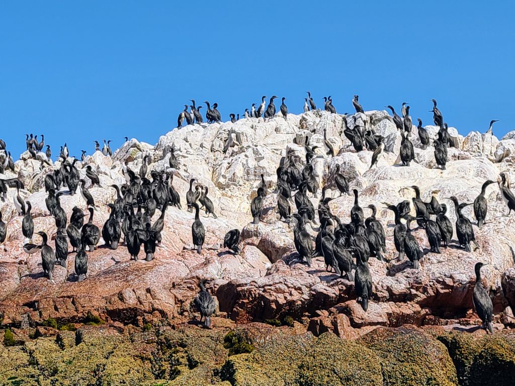 Cormorans par milliers