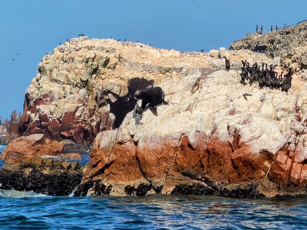 LIon-de-mer attraque un oiseau !