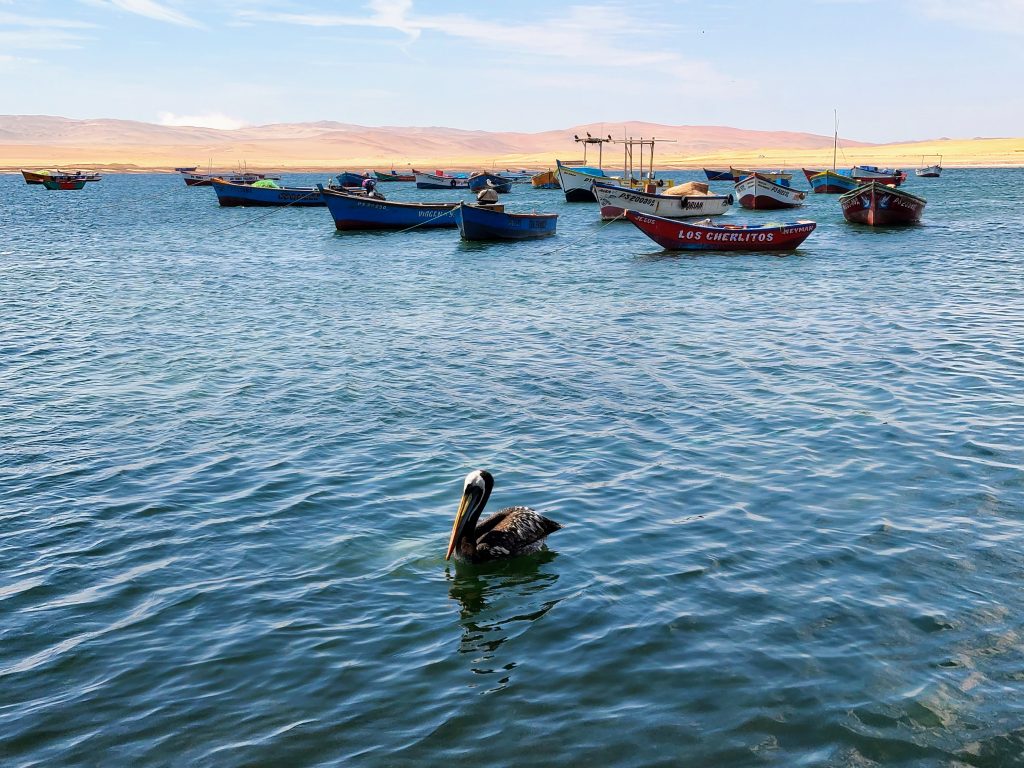 Pélican et bateaux